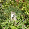 Okami dans les fleurs
