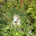 Okami dans les fleurs