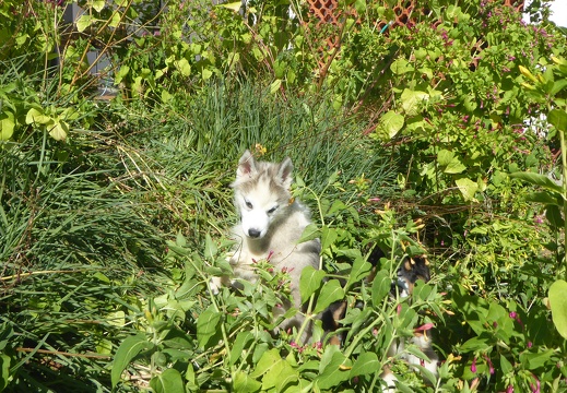 Okami dans les fleurs