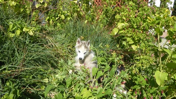 Okami dans les fleurs