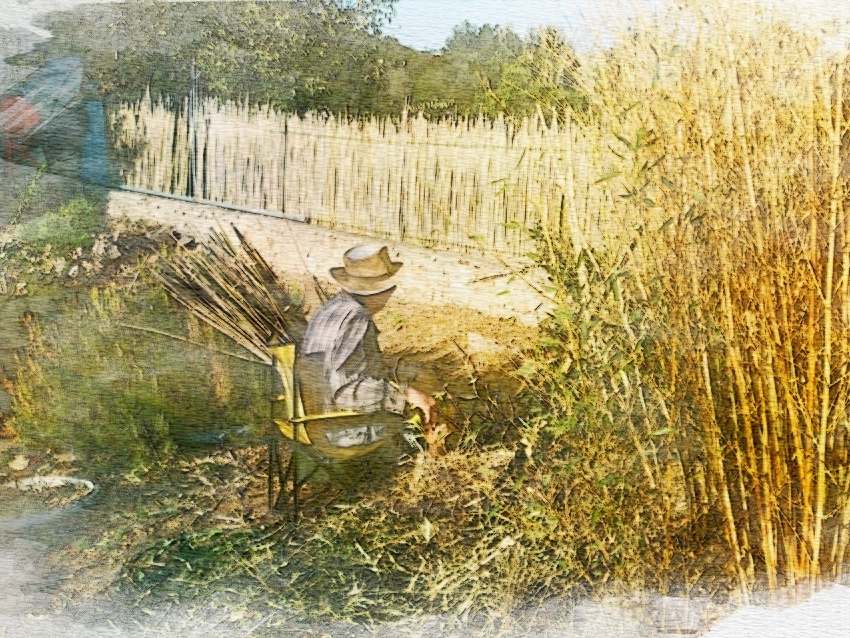 Cissou et ses bambous en aquarelle
