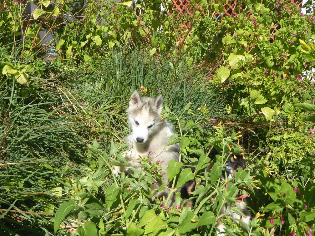 Okami dans les fleurs